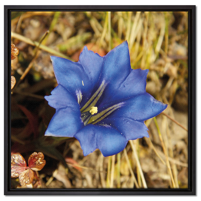 Wunderschöner Enzian im Kornfeld auf Leinwandbild Quadratisch gerahmt Größe 60x60