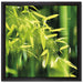 Bambus mit Blättern auf Leinwandbild Quadratisch gerahmt Größe 40x40