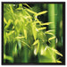 Bambus mit Blättern auf Leinwandbild Quadratisch gerahmt Größe 60x60