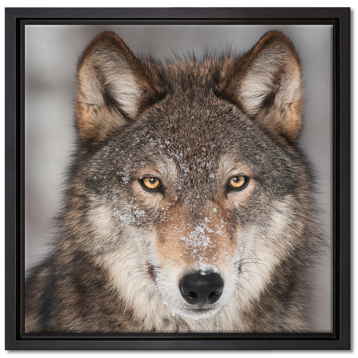 Wachsamer Wolf auf Leinwandbild Quadratisch gerahmt Größe 40x40