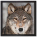 Wachsamer Wolf auf Leinwandbild Quadratisch gerahmt Größe 40x40