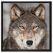 Wachsamer Wolf auf Leinwandbild Quadratisch gerahmt Größe 60x60