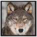 Wachsamer Wolf auf Leinwandbild Quadratisch gerahmt Größe 70x70