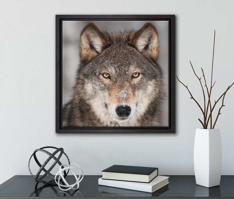 Wachsamer Wolf  auf Leinwandbild Quadratisch gerahmt mit Kirschblüten