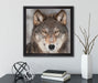 Wachsamer Wolf  auf Leinwandbild Quadratisch gerahmt mit Kirschblüten