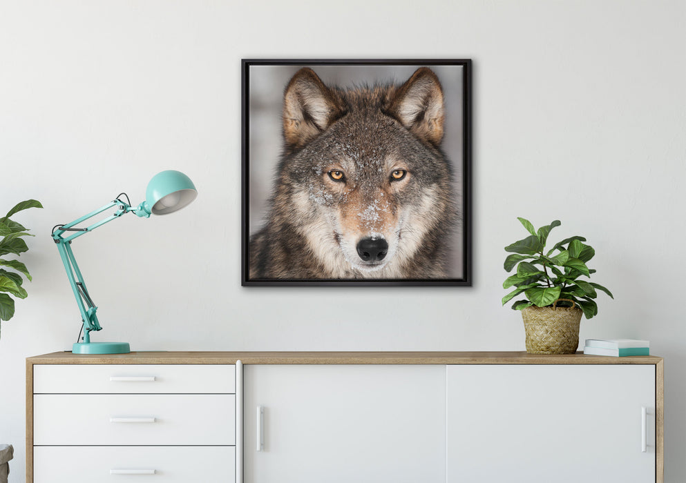 Wachsamer Wolf auf Leinwandbild gerahmt Quadratisch verschiedene Größen im Wohnzimmer