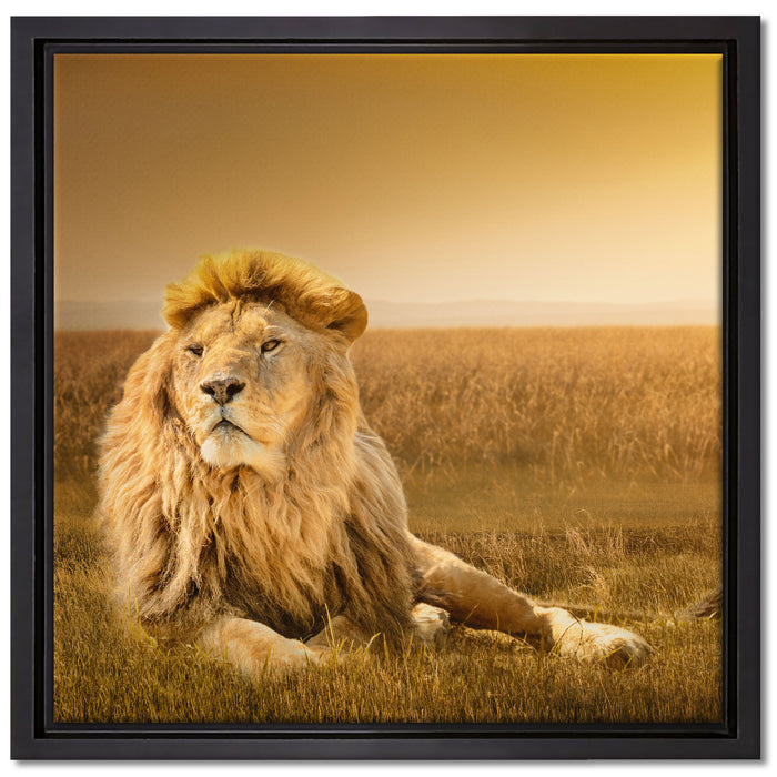 Majestätischer Löwe auf Leinwandbild Quadratisch gerahmt Größe 40x40