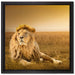 Majestätischer Löwe auf Leinwandbild Quadratisch gerahmt Größe 40x40