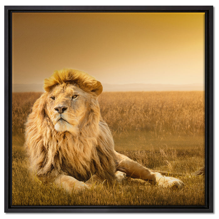 Majestätischer Löwe auf Leinwandbild Quadratisch gerahmt Größe 60x60
