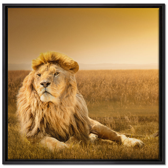 Majestätischer Löwe auf Leinwandbild Quadratisch gerahmt Größe 70x70