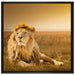 Majestätischer Löwe auf Leinwandbild Quadratisch gerahmt Größe 70x70
