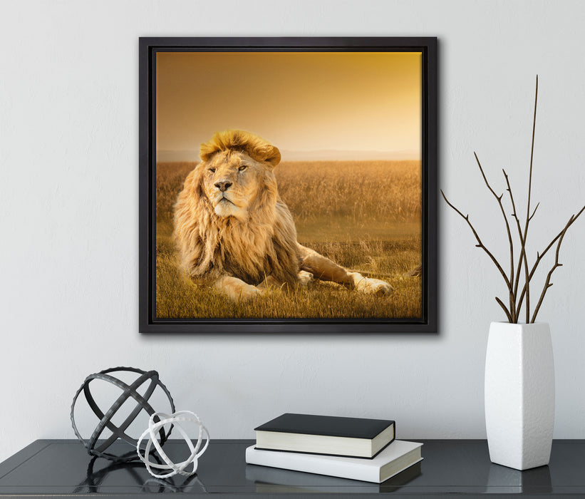 Majestätischer Löwe  auf Leinwandbild Quadratisch gerahmt mit Kirschblüten