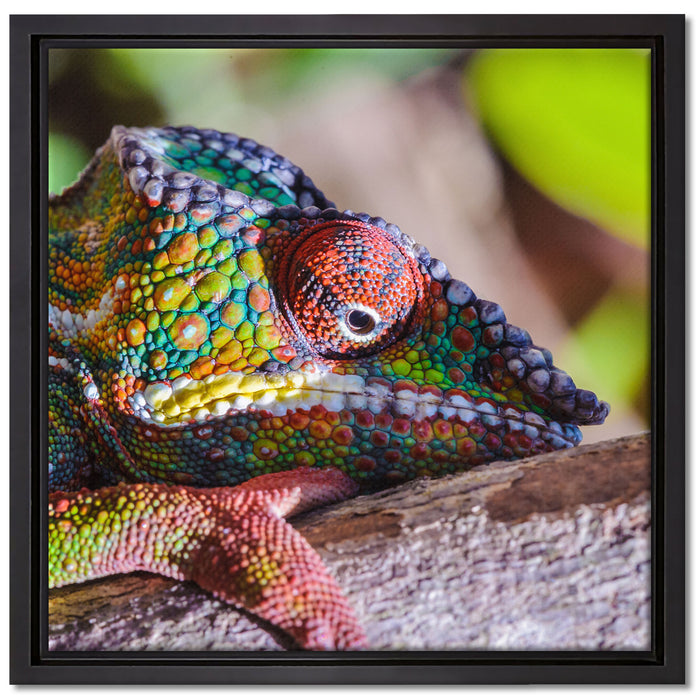 Chamäleon aus Madagaskar auf Leinwandbild Quadratisch gerahmt Größe 40x40