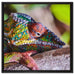 Chamäleon aus Madagaskar auf Leinwandbild Quadratisch gerahmt Größe 60x60