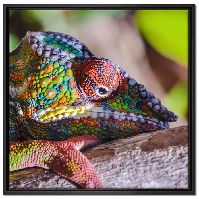 Chamäleon aus Madagaskar auf Leinwandbild Quadratisch gerahmt Größe 70x70