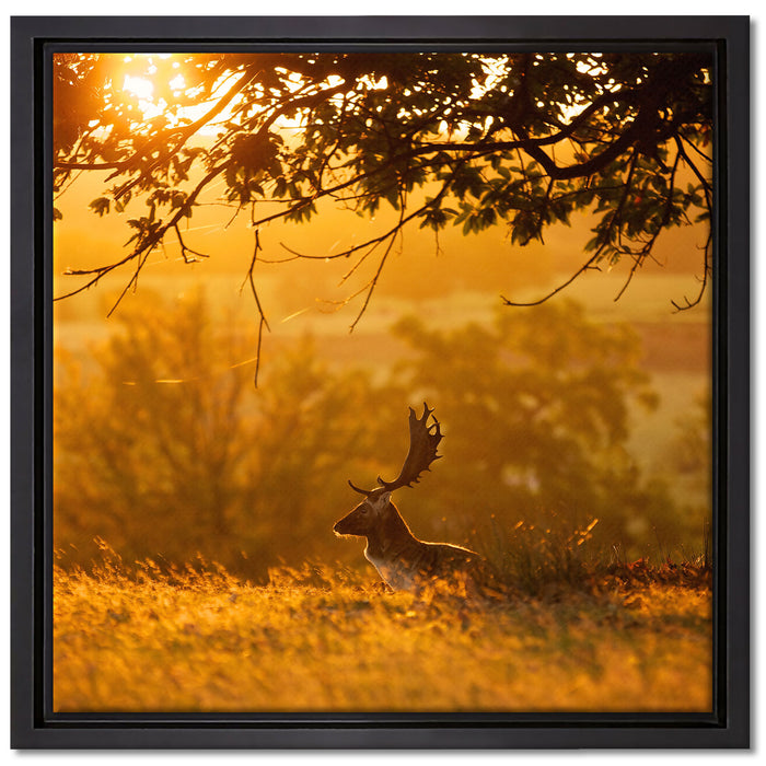 Damhirschbock Herbstmorgen auf Leinwandbild Quadratisch gerahmt Größe 40x40