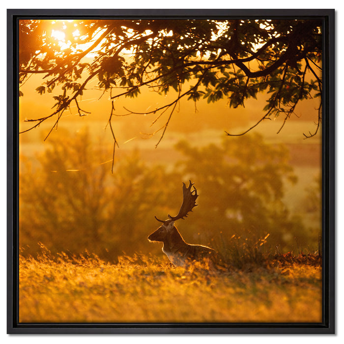 Damhirschbock Herbstmorgen auf Leinwandbild Quadratisch gerahmt Größe 60x60