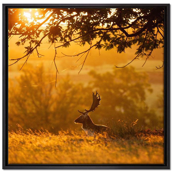 Damhirschbock Herbstmorgen auf Leinwandbild Quadratisch gerahmt Größe 70x70