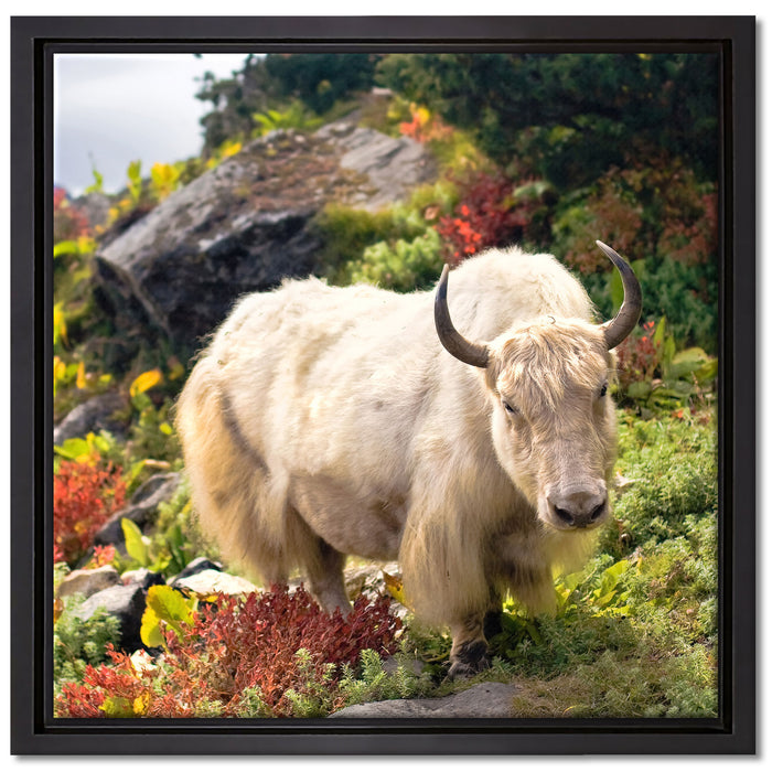 Schönes Yak Himalaya auf Leinwandbild Quadratisch gerahmt Größe 40x40