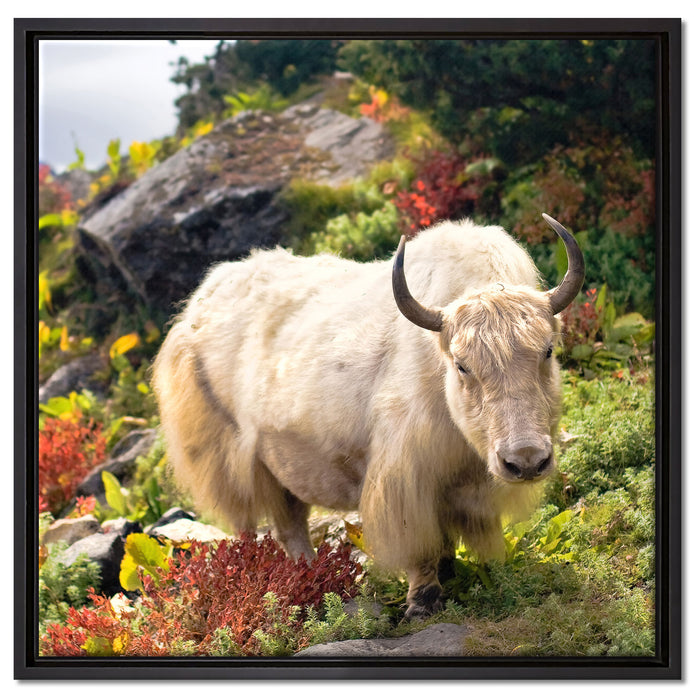 Schönes Yak Himalaya auf Leinwandbild Quadratisch gerahmt Größe 60x60