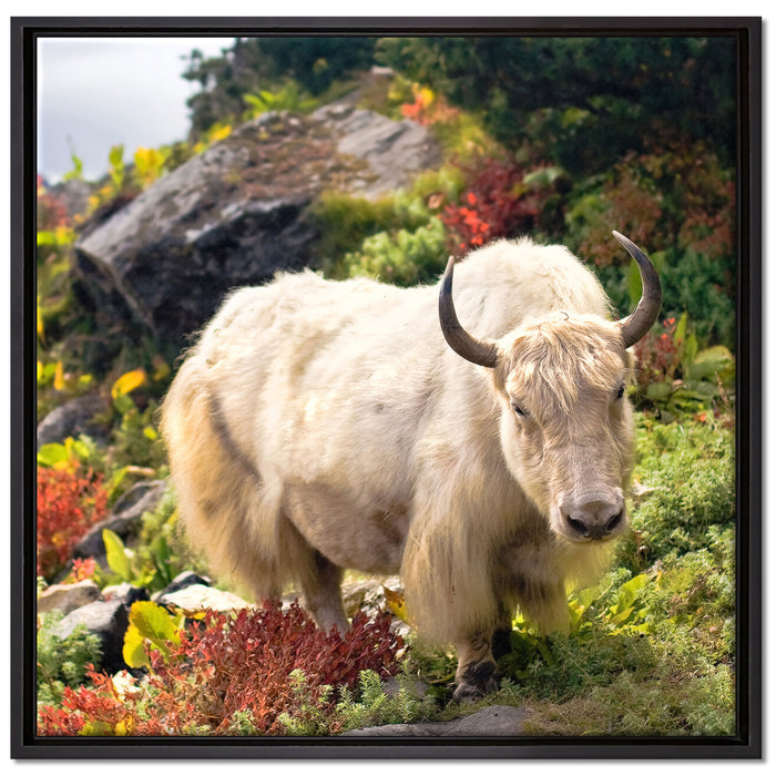 Schönes Yak Himalaya auf Leinwandbild Quadratisch gerahmt Größe 70x70