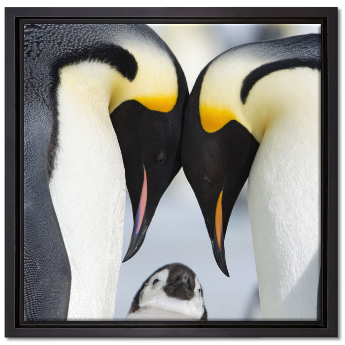 Kaiserpiguinpärchen Liebe auf Leinwandbild Quadratisch gerahmt Größe 40x40