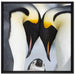 Kaiserpiguinpärchen Liebe auf Leinwandbild Quadratisch gerahmt Größe 70x70