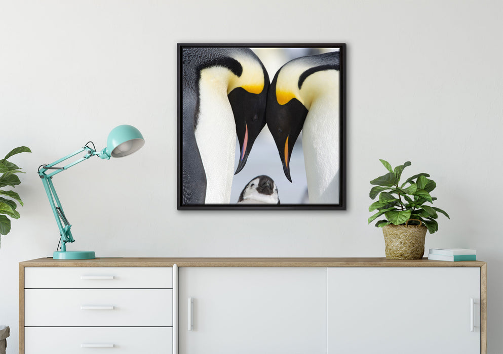 Kaiserpiguinpärchen Liebe auf Leinwandbild gerahmt Quadratisch verschiedene Größen im Wohnzimmer