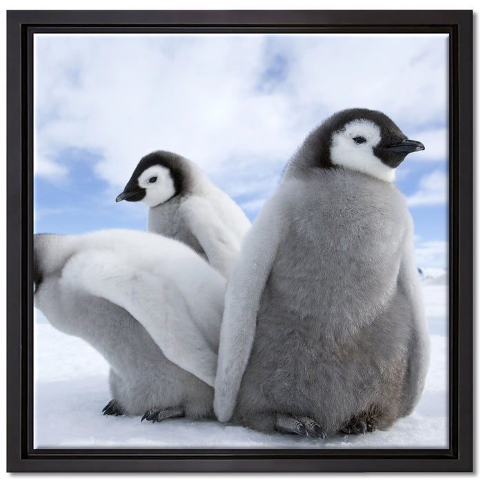 Kaiserpinguin Gruppe auf Leinwandbild Quadratisch gerahmt Größe 40x40
