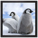 Kaiserpinguin Gruppe auf Leinwandbild Quadratisch gerahmt Größe 40x40