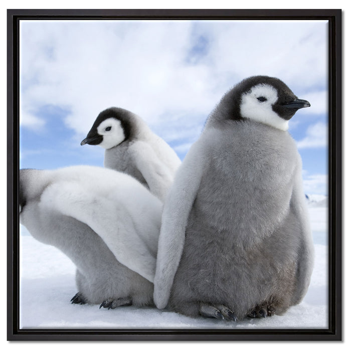 Kaiserpinguin Gruppe auf Leinwandbild Quadratisch gerahmt Größe 60x60