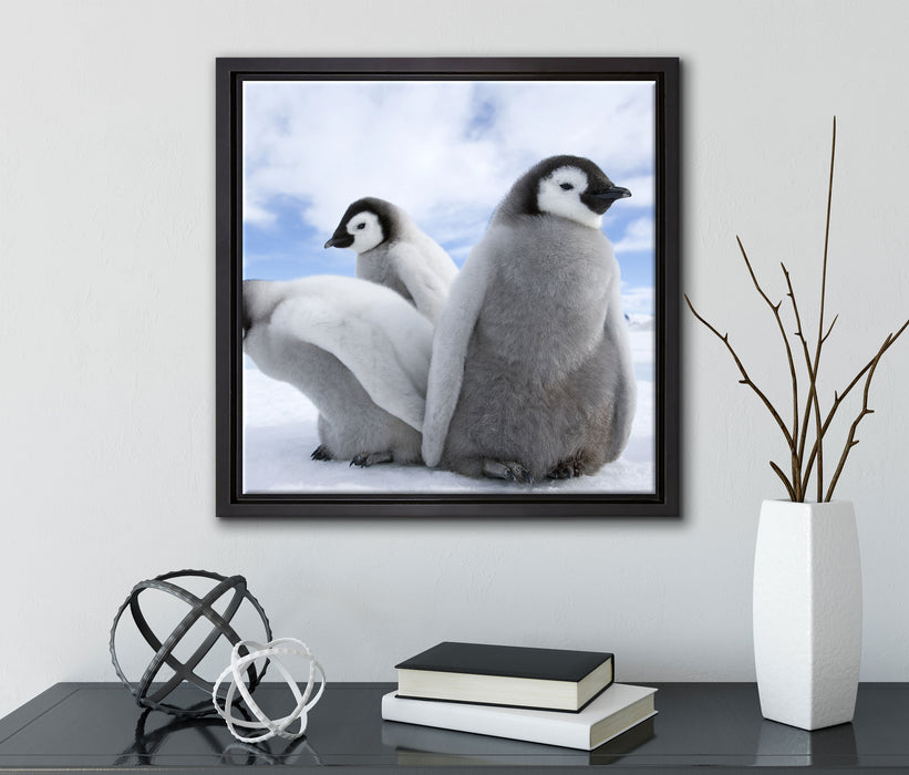 Kaiserpinguin Gruppe  auf Leinwandbild Quadratisch gerahmt mit Kirschblüten