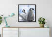 Kaiserpinguin Gruppe auf Leinwandbild gerahmt Quadratisch verschiedene Größen im Wohnzimmer