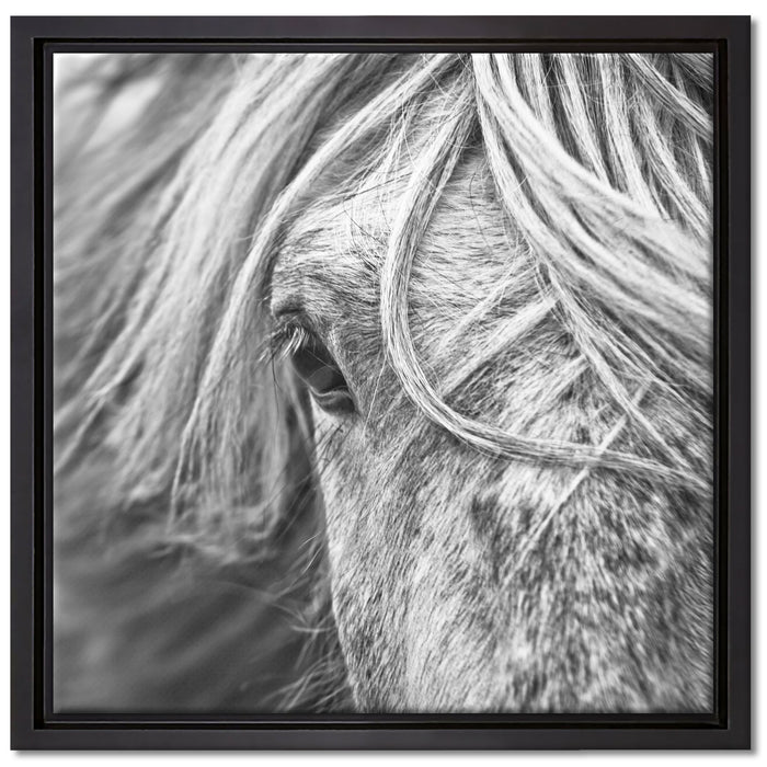 Islandpony in den Westfjorden auf Leinwandbild Quadratisch gerahmt Größe 40x40