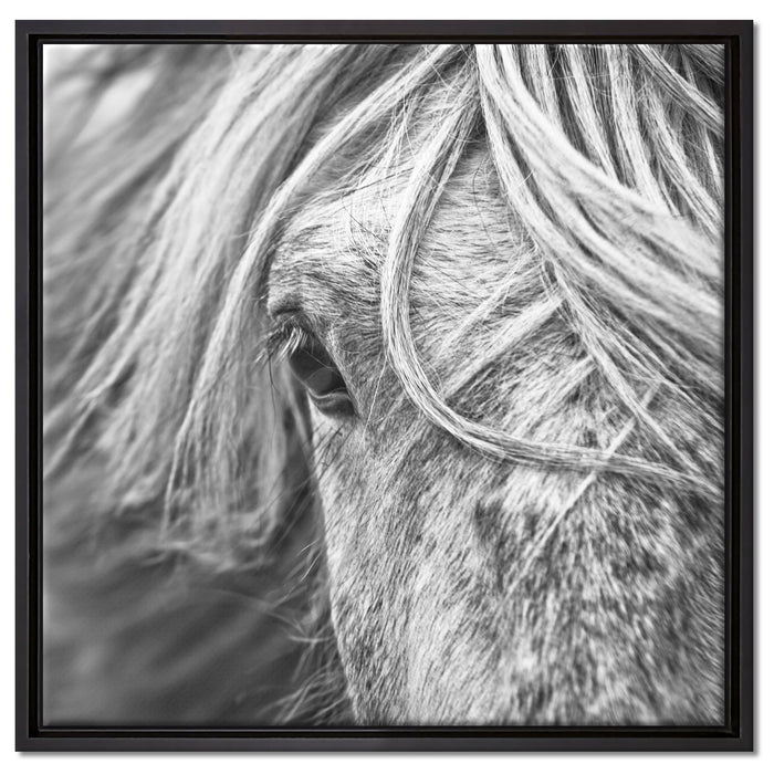 Islandpony in den Westfjorden auf Leinwandbild Quadratisch gerahmt Größe 60x60
