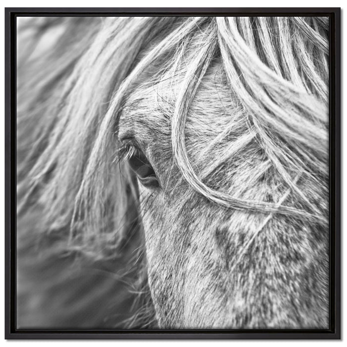 Islandpony in den Westfjorden auf Leinwandbild Quadratisch gerahmt Größe 70x70