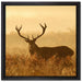 Rotwild Hirsch in Abenddämmerung auf Leinwandbild Quadratisch gerahmt Größe 40x40