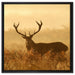 Rotwild Hirsch in Abenddämmerung auf Leinwandbild Quadratisch gerahmt Größe 60x60