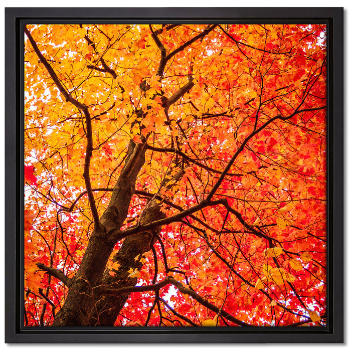 Feurige Herbstblätter auf Leinwandbild Quadratisch gerahmt Größe 40x40