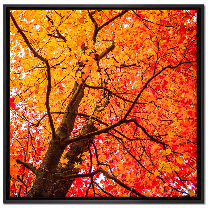 Feurige Herbstblätter auf Leinwandbild Quadratisch gerahmt Größe 70x70