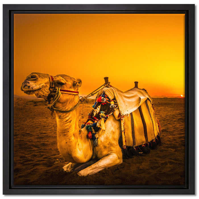 Kamel in Ägypten auf Leinwandbild Quadratisch gerahmt Größe 40x40