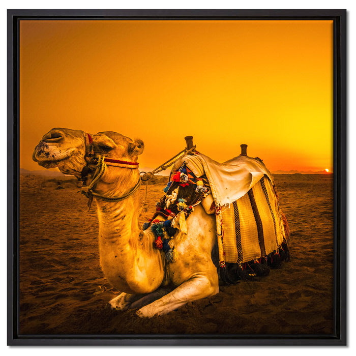 Kamel in Ägypten auf Leinwandbild Quadratisch gerahmt Größe 60x60