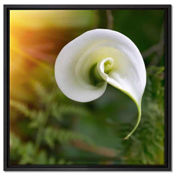 Calla Lilie Blüte auf Leinwandbild Quadratisch gerahmt Größe 60x60