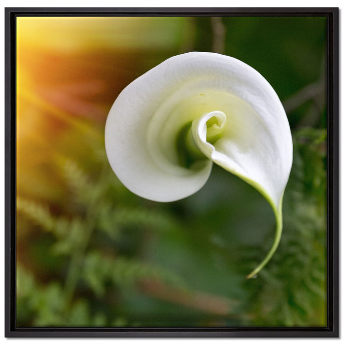 Calla Lilie Blüte auf Leinwandbild Quadratisch gerahmt Größe 70x70