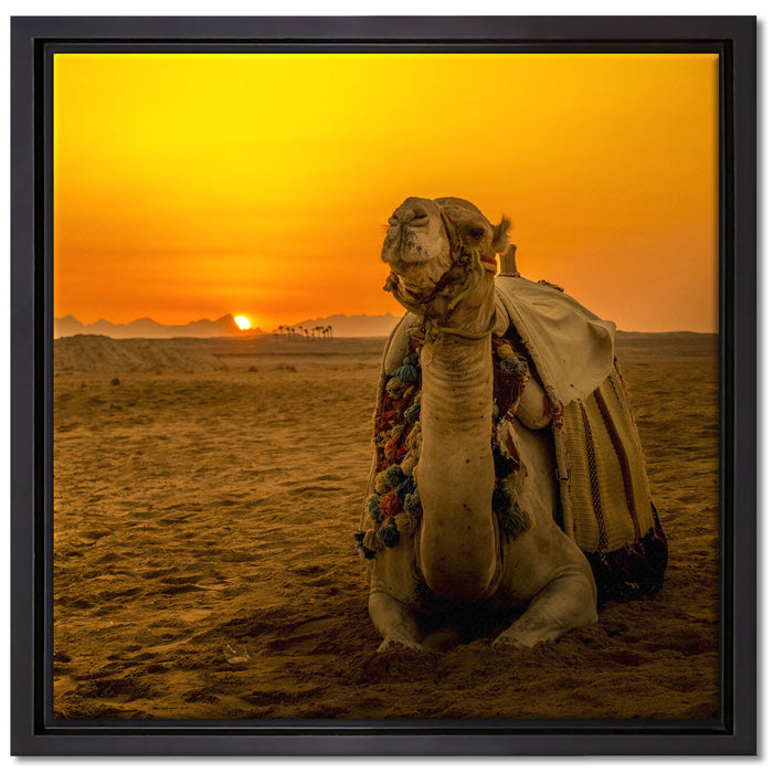 Kamel in Wüste bei Sonnenaufgang auf Leinwandbild Quadratisch gerahmt Größe 40x40