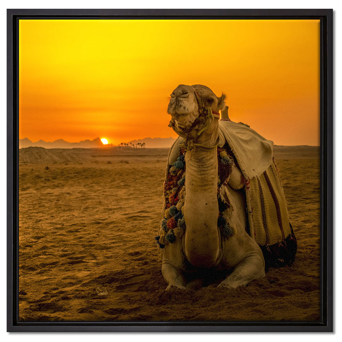 Kamel in Wüste bei Sonnenaufgang auf Leinwandbild Quadratisch gerahmt Größe 60x60