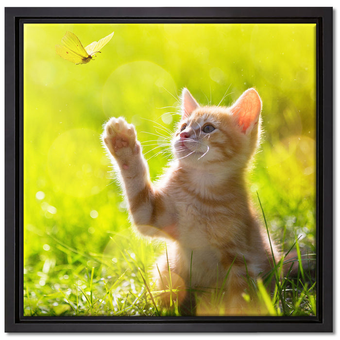 Kätzchen jagt schmetterling auf Leinwandbild Quadratisch gerahmt Größe 40x40