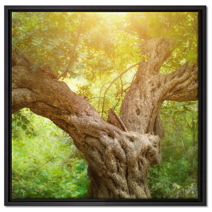 Mächtiger Baum im Wald auf Leinwandbild Quadratisch gerahmt Größe 60x60
