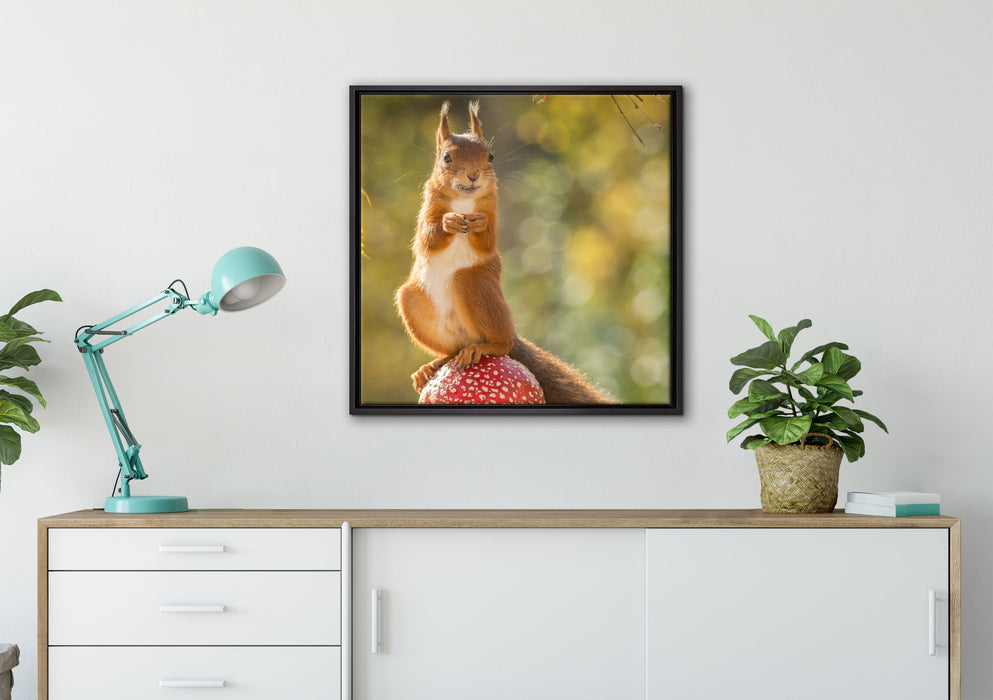 Eichhörnchen auf Fliegenpilz auf Leinwandbild gerahmt Quadratisch verschiedene Größen im Wohnzimmer