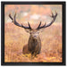 Großer Hirsch im Feld auf Leinwandbild Quadratisch gerahmt Größe 40x40